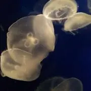アルビノ