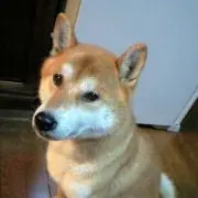 Sato