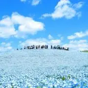 mintosaの画像