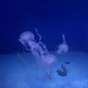 NAKEYUの画像