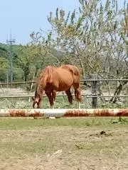ロケット団の栄光 シュリンクなし ペリペリなし 1box ① - メルカリ