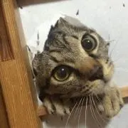 ギャーーーー