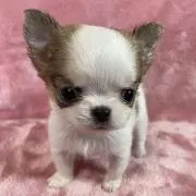 ひがままの画像