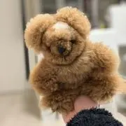 あやたその画像