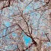 woenの画像