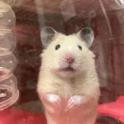 MSの画像