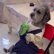 飛鳥ー即購入❎の画像