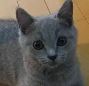 酢豚ちゃんの画像