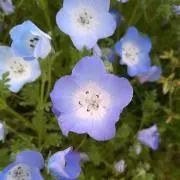 バリハチの画像