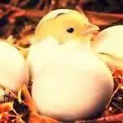 ぴよこの画像