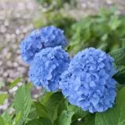 紫苑の画像