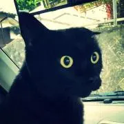 tomo