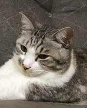 gatoの画像