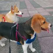 ミラクル