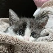 Lucaの画像