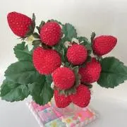 いちごっぴの画像