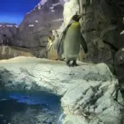 かんかんの画像