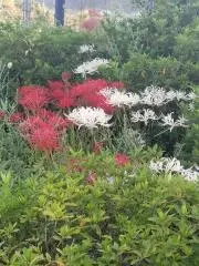 みーこ