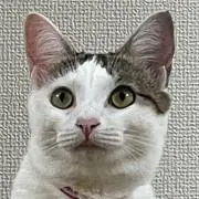 ぱるまき