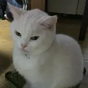 てんくうのぱぱの画像
