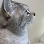 トラ