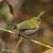 ららんてすくんの画像