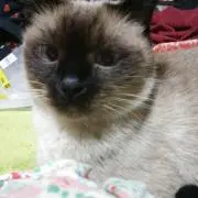 ゆり