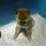 信ちゃんの画像