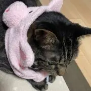 齋藤樹愛羅 猫衣装 アクスタ 7周年 - メルカリ