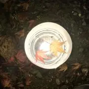 あぽろの画像