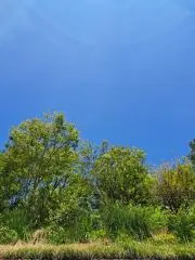 ヘッチーの画像