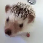こずかじこの画像