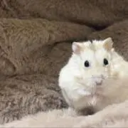 たる
