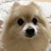 るんの画像
