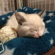 なっとろろの画像