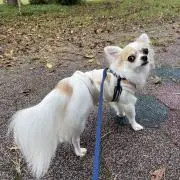 みかん
