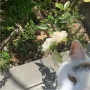 ゆちゃの画像