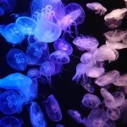 waterの画像