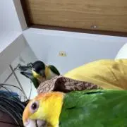 めんたまの画像