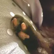 バンブルビー