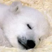 ともぴょんの画像