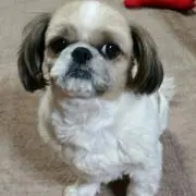 タロの画像