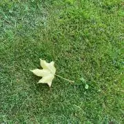 pomponの画像