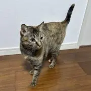 むぎニャンの画像