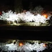 #まるみちゃんショップ