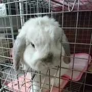 よしゆり