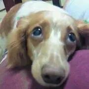 nao nao