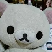 こりちゃんの画像