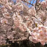 将太