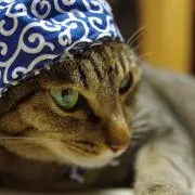 のばら